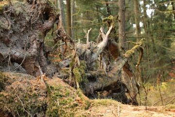 WurzelKunstwerk eines Baumes