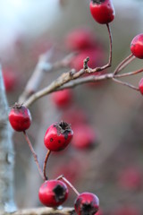 Weißdornbeeren im Herbst