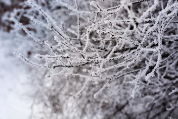 Frozen branch covered with snow