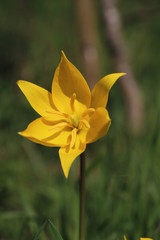wilde Tulpe in voller Blüte