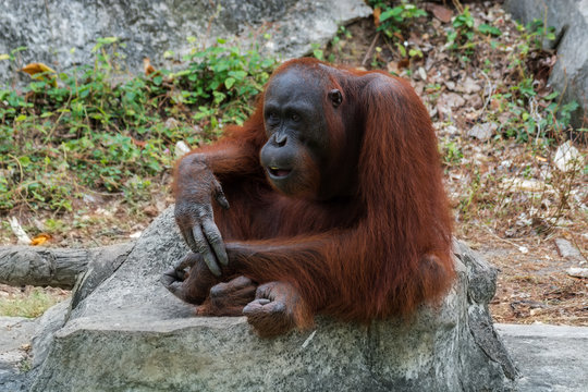 Orangutan or Pongo pygmaeus.