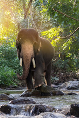 Fototapeta premium Wild elephant in the river.Image contains grain and noise due to the high ISO