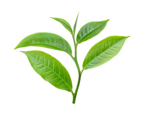 tea leaf isolated on white background