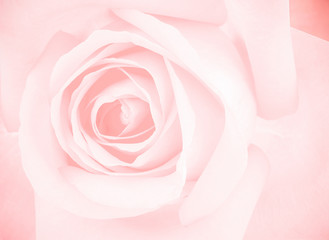 Obraz na płótnie Canvas romantic roses for background