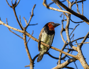 Black-Collard Barbet