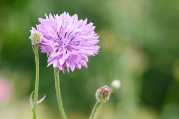 Cornflower in the nature