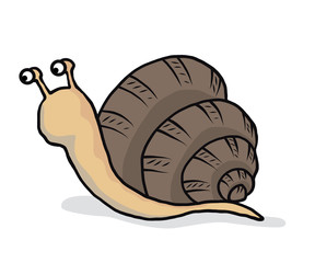 snail / cartoon vector and illustration, hand drawn style, isolated on white background.