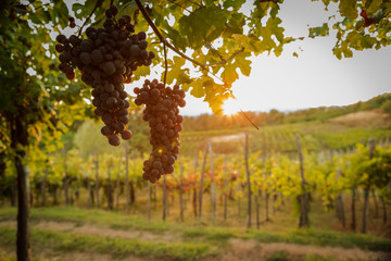 Fototapeta premium sunset summer mature grape vineyard field detail 