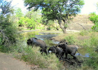 Elephant Family in Mud, South Africa