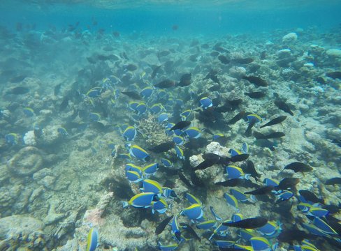 School Of Surgeon Fish, Maldives