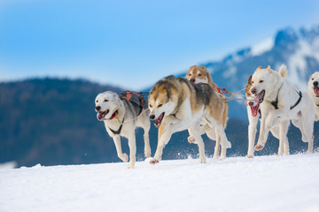Hunde im Schlittenhunderennen
