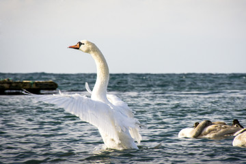 Obraz na płótnie Canvas white swan