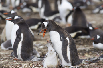 Obraz premium Gentoo Penguin with chick (Pygoscelis papua) stay close together on Bleaker Island in the Falkland Islands
