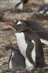 Fototapeta premium Gentoo Penguin with chick (Pygoscelis papua) stay close together on Bleaker Island in the Falkland Islands