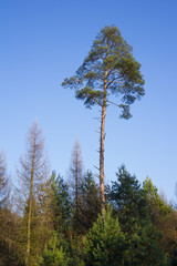 Tall pine tree among other coniferous trees. Evergreen plant has high trunk. Vertical shot with...