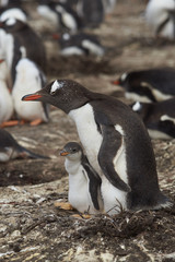 Gentoo Penguin with chick (Pygoscelis papua) stay close together on Bleaker Island in the Falkland Islands
