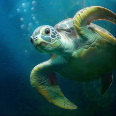 Niedliche freundliche Meeresschildkröte schwimmt im blauen Meer