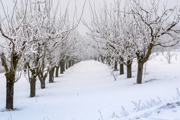 Fototapeta na wymiar Peach orchard covered with snow in winter,shallow dof