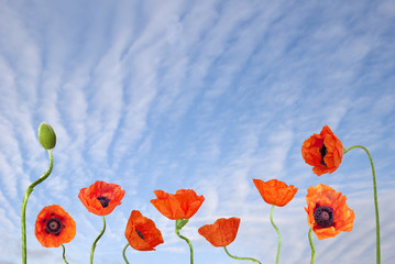 Red poppies and blue sky