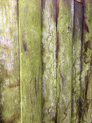 Grüner Belag auf altem Holz