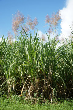 canne &agrave; sucre