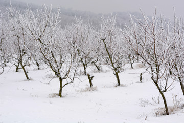 Peach orchard covered with snow in winter,shallow dof