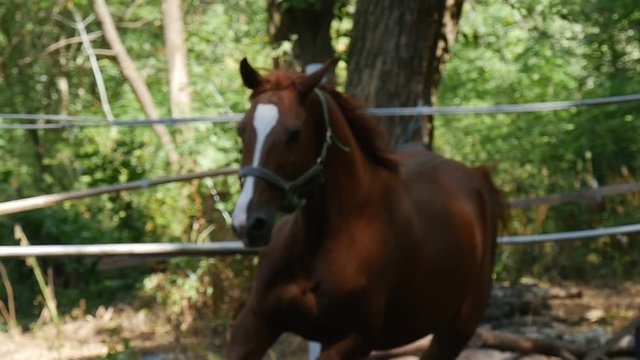 a Young Brown Mare Bows Her Head and Gallops, Showing White and Brown Cannons and Elegant Hindquarters in Slow Motion
