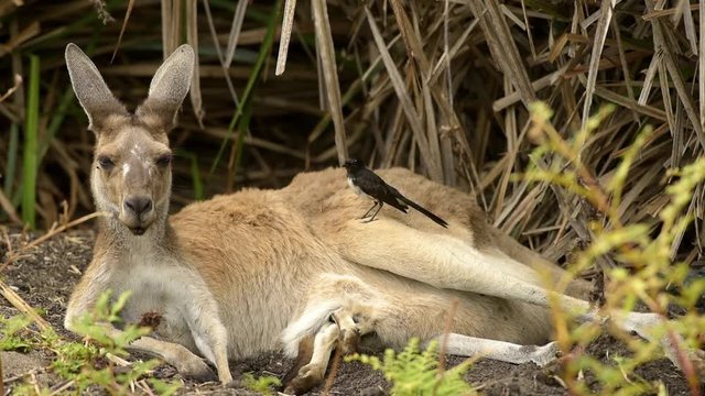 Kangaroo, Mutter mit Joey liegen im Schatten, Westaustralien, Australien, Down Under, Tierwelt, Wildlife, Video