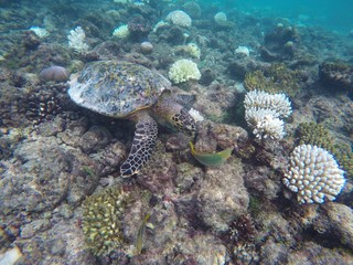 Green turtle with Wrasse, Maldives