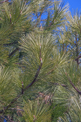 Ponderosa pine (Pinus ponderosa). Called Bull Pine, Blackjack Pine and Western Yellow Pine also