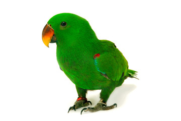 Naklejka premium Samiec papugi Eclectus, w wieku pięciu miesięcy.