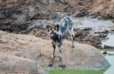 African wild dog in Etosha national park in Namibia South Africa