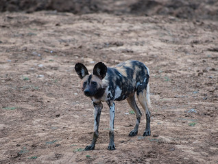 African wild dog in Etosha national park in Namibia South Africa