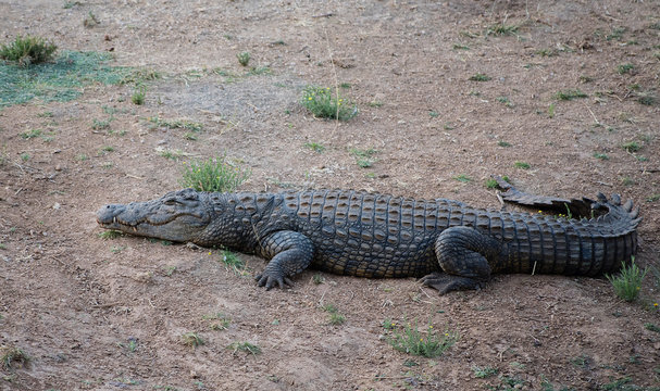 Krokodil im Etosha-Nationalpark in Namibia S&uuml;dafrika
