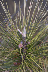 Naklejka na ściany i meble Ponderosa pine (Pinus ponderosa). Called Bull Pine, Blackjack Pine and Western Yellow Pine also. Young cones and twigs