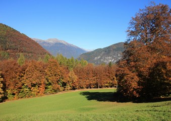 Beechwood, Trentino, Italy