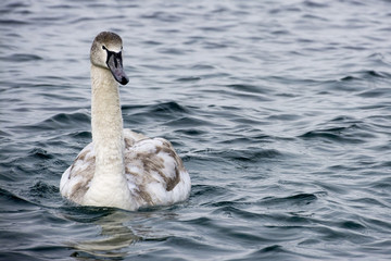 swan