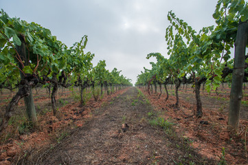 Fototapeta na wymiar vineyard landscape in spring
