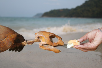 Fototapeta na wymiar Do not feed sea creatures, Hand feeding bread to the skeleton sea turtles.