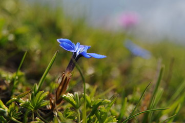 Gentiana verna