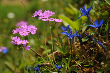 Mountain flowers in the Alps