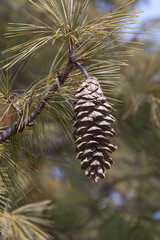 Bhutan pine cone (Pinus wallichiana). Called Blue Pine, Himalayan Pine and Himalayan White Pine also. Another scientific names are Pinus griffithii and Pinus chylla.