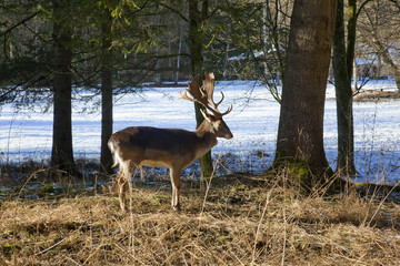 Hirsch auf der Lichtung im Winter