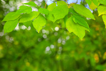 Fototapeta na wymiar Spring background with green leaves.
