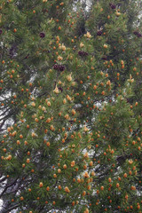 Lace-bark pine (Pinus bungeana). Tree with pollen and seed cones