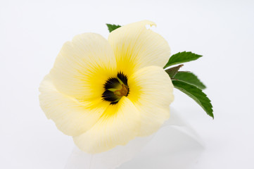 white and yellow flower with green leaf isolated on white background.