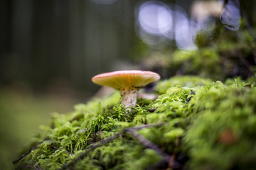 Mushroom in the woods