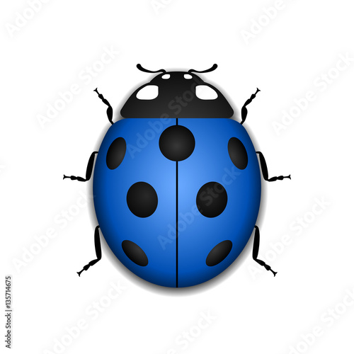 "Ladybug small icon. Blue lady bug sign, isolated on white background
