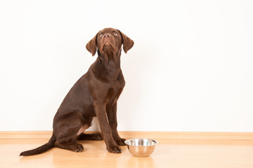 Labrador frisst aus einem Napf