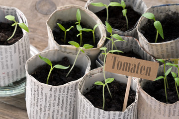 Junge Tomatenpflanzen mit Schildchen und Schriftzug